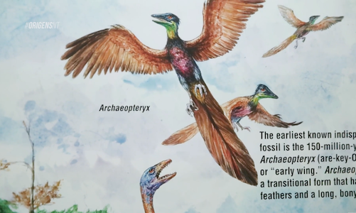 Aves - Descendentes de dinossauros?: Dinossauros 7