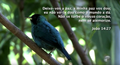 Momentos de Paz – Sou Feliz com Jesus