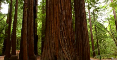 O Mistério das Sequoias Gigantes (Bloco 2) – ORIGENS EP13