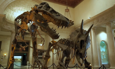 O que são os dinossauros?: Dinossauros 5