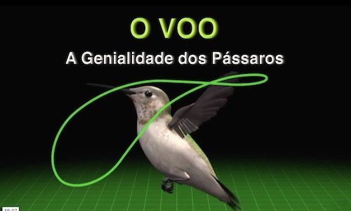 O Voo - A Genialidade dos Pássaros
