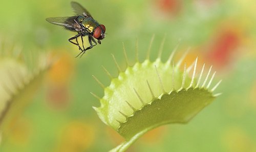 Plantas são Inteligentes - Dr. Jea Myung Yoo